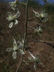 Delphinium xantholeucum