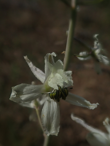 Image of Delphinium xantholeucum by (c) Nolan Exe, some rights reserved (CC BY)