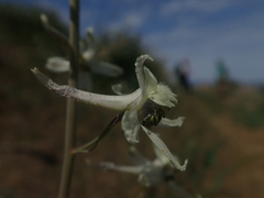 Delphinium xantholeucum