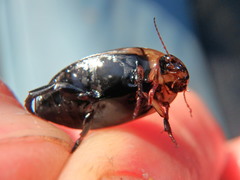 Hydaticus aruspex
