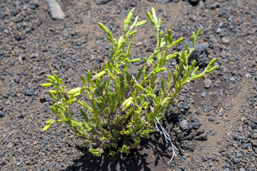 Silene, 2026-06-30