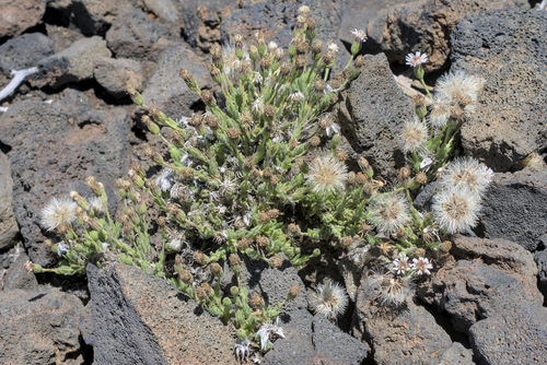 Tetramolopium humile observed 2026-06-30