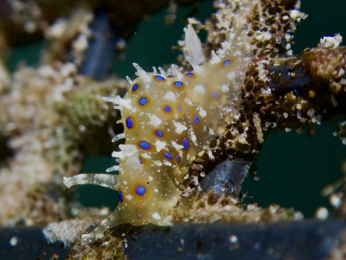 Stylocheilus longicauda observed 2026-06-29