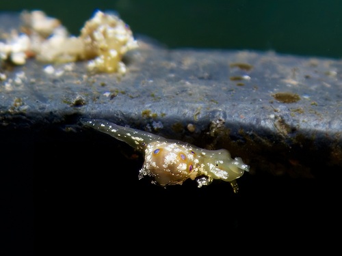 Stylocheilus longicauda observed 2026-06-29
