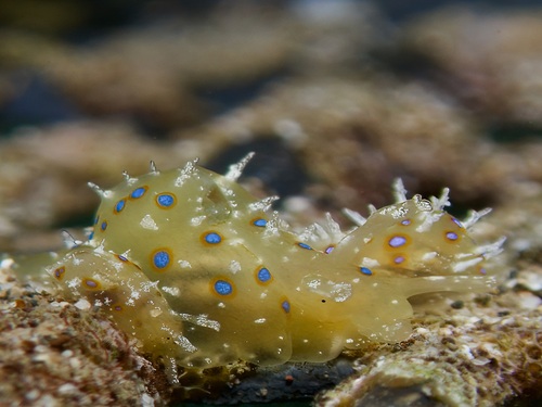 Stylocheilus longicauda observed 2026-06-29