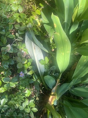 Orontium aquaticum, photograph author not stated, no rights reserved