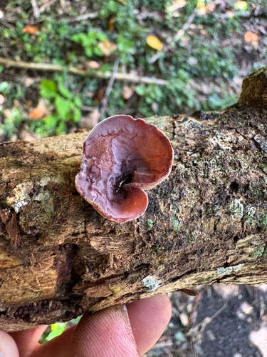 Auricularia, 2026-08-29