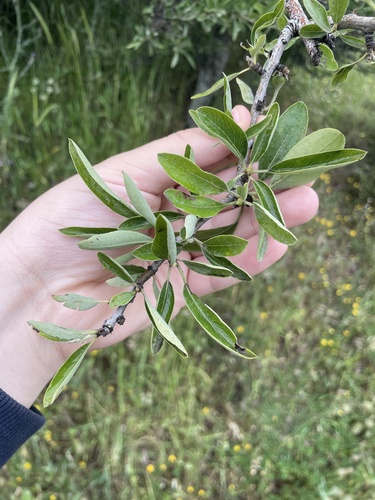 Pyrus spinosa, photograph 4