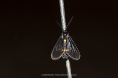 Psichotoe duvaucelii