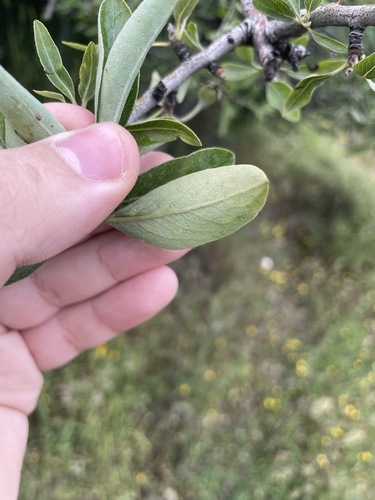 Pyrus spinosa, photograph 5