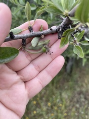 Pyrus spinosa, photograph author not stated, no rights reserved