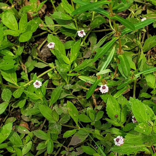 lanceleaf frogfruit