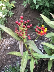 Asclepias curassavica