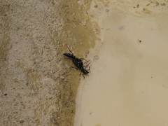 Pachycondyla crassinoda