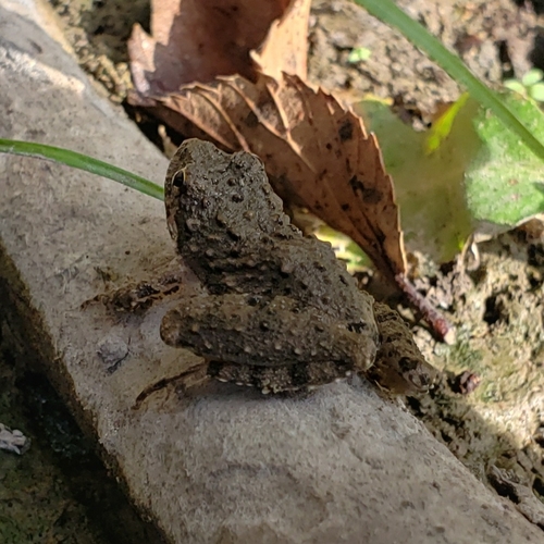 Blanchard's Cricket Frog