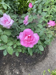 Rosa