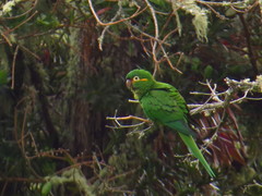 Leptosittaca branickii