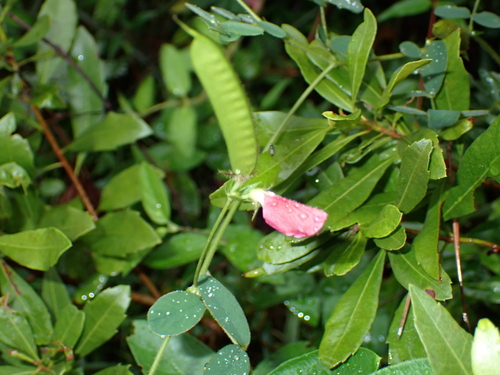 Tephrosia spicata, photograph 6