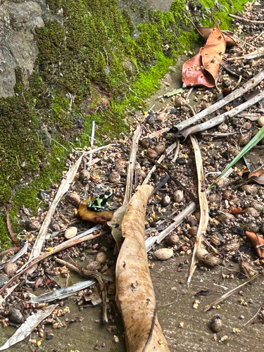Dendrobates auratus observed 2026-08-29