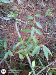 Litsea glaucescens