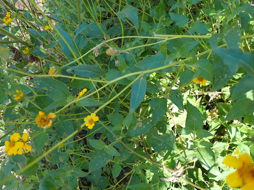 Viguiera dentata, photograph 4