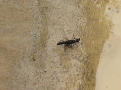 Pachycondyla crassinoda