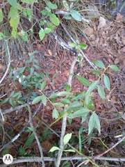 Litsea glaucescens
