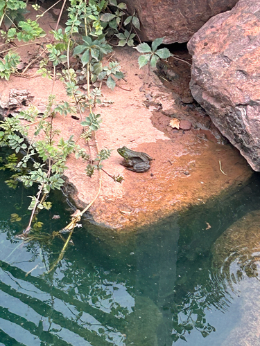 American Bullfrog