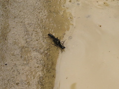 Pachycondyla crassinoda