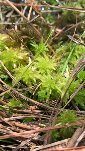 Sphagnum lescurii observed 2026-08-29