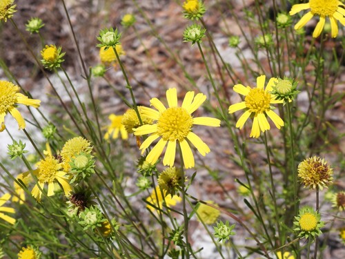 Balduina angustifolia, photograph 4