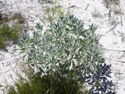 Lupinus cumulicola, photograph 1