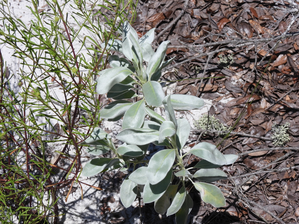 Lupinus cumulicola; photograph (c) geosesarma, some rights reserved (CC BY)