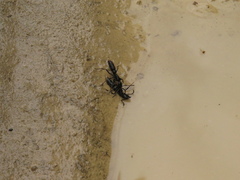 Pachycondyla crassinoda