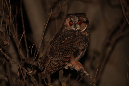 Long-eared Owl