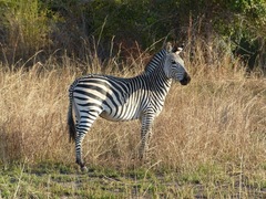 Equus quagga crawshayi