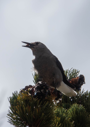iNaturalist observation photo of Clark's Nutcracker