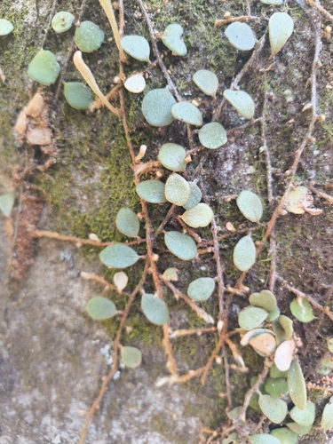 Pyrrosia rupestris, photograph 5