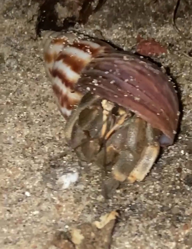Tawny Hermit Crab