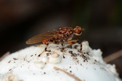 Tapeigaster pulverea