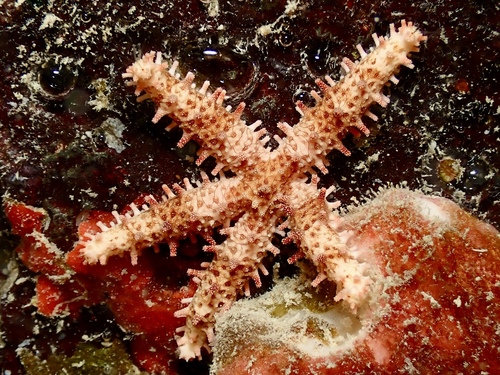 Mithrodia fisheri observed 2026-08-25