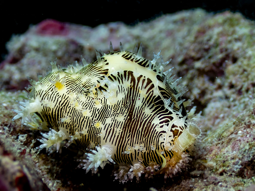 Cypraea moneta observed 2026-08-25