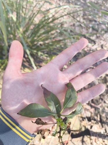 Ludwigia peruviana, photograph 5