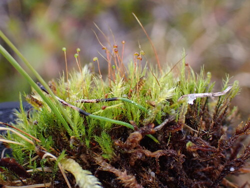 Catoscopium nigritum observed 2026-08-28
