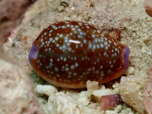 Cypraea helvola observed 2026-08-25
