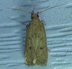 Glyphidocera juniperella