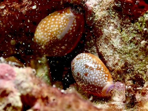 Cypraea helvola observed 2026-08-25