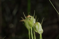 Pterostylis acuminata