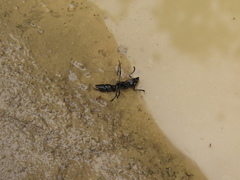 Pachycondyla crassinoda