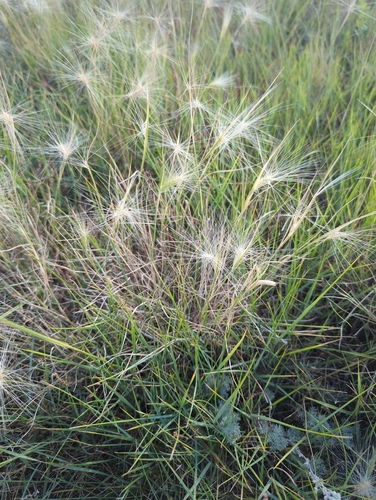 Foxtail Barley